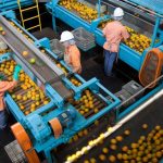 Orange juice importer says Brazil tariffs will squeeze American consumers