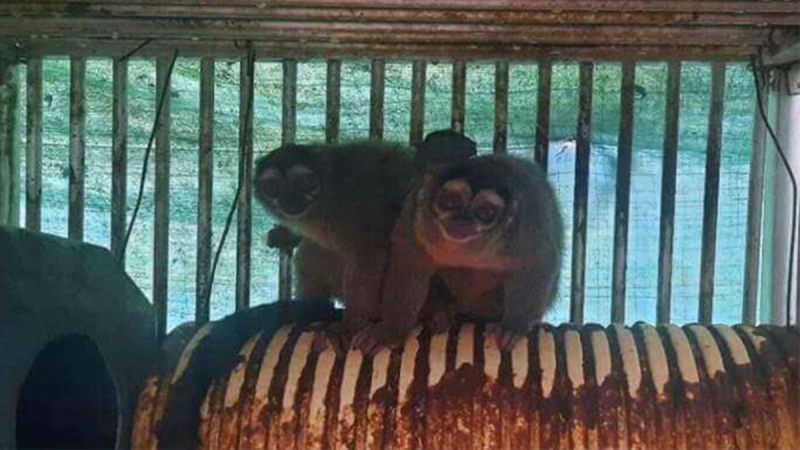 PETA applauds GOP lawmakers’ demand to halt NIH funding for ‘cruel’ overseas animal testing