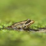 AI detects sound of frog species threatened in Southern California